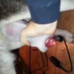 Mulher batendo punheta para o cachorro para depois transar
