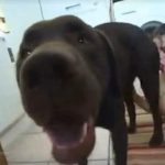 Porno bizarro com cachorro gozando na boca da mulher
