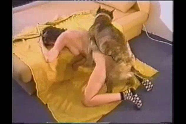 Marido deixa cachorro foder cu da esposa